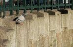 De in hoogte vespringende granieten blokjes - walkant.
<br/>
Marcel Westhoff, januari 2016